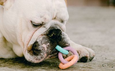 Inside Mushu’s Kitchen: Why Small-Batch Baking Makes a Difference